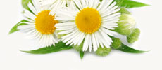 Chamomile Extract