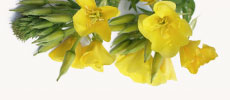 Evening Primrose Oil