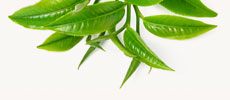 Green Tea Extract