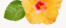 Hibiscus Extract