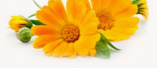 Marigold Oil