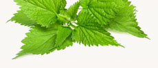 Nettle Extract