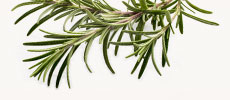 Rosemary Oil