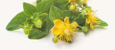 Saint John's Wort Extract