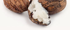 Shea Butter Extract