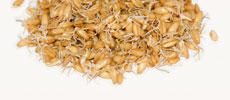 Wheat Germ Oil