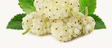 White Mulberry Extract